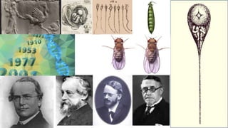 A Brief History of Classical Genetics | PPTX