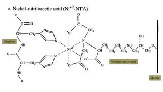 Histidine
Nitrilotriacetic acid
Matrix
 