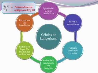 Epidermis - 
Células 
dendríticas 
Células de 
Langerhans 
Sistema 
inmunitario 
Fagocita 
partículas 
extrañas 
Estimula la 
producción 
de 
linfocitos 
Receptores 
de 
Membrana 
Exposición 
Rayos UV. 
Disminuye 
su función 
*Ig FC 
*C3 
Presentadores de 
antígenos a LT y LB 
 
