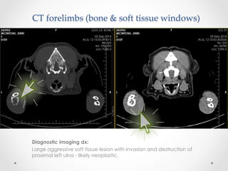 Diagnostic imaging dx:
Large aggressive soft tissue lesion with invasion and destruction of
proximal left ulna - likely neoplastic.
CT  forelimbs  (bone  &  soft  tissue  windows)	
 