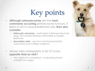 Key  points	
•  Although osteosarcomas are the most
commonly occurring primary bone tumours, if
lesion is not in usual predilection site, then also
consider:
o  Histiocytic sarcomas – particularly in Bernese Mountain
Dogs, Flat coated retrievers, Rottweilers & Golden
Retrievers
o  Secondary mets – esp from mammary/prostatic
carcinomas and multiple myeloma
•  Always take radiographs of (or CT scan)
opposite limb as well !
o  Very helpful for comparison + evaluating patient
suitability for surgery
 