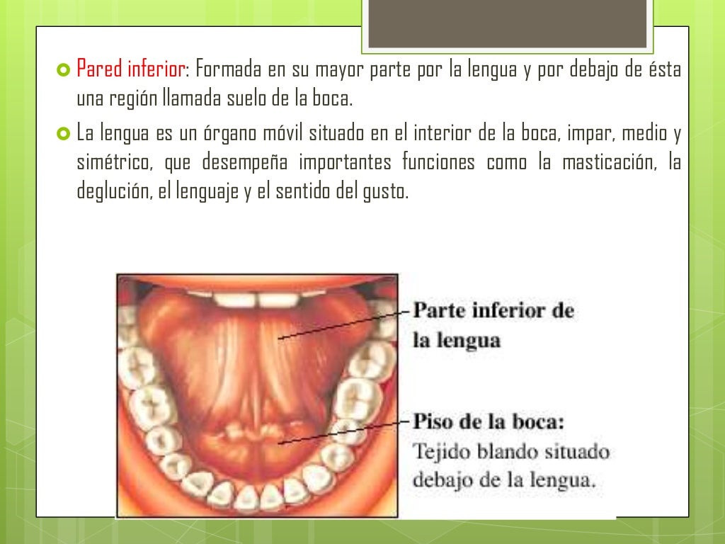 Como Echar Saliva Por Debajo De La Lengua