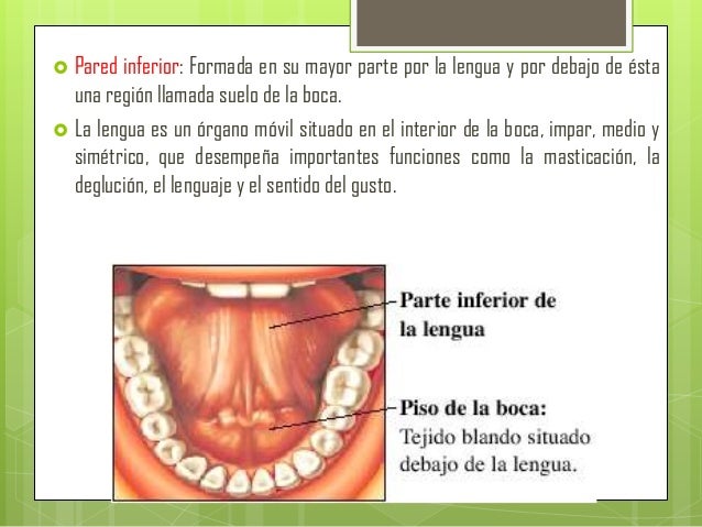 Como Echar Saliva Por Debajo De La Lengua