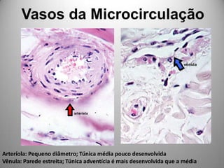 Vasos da MicrocirculaçãoArteríola: Pequeno diâmetro; Túnica média pouco desenvolvidaVênula: Parede estreita; Túnica adventícia é mais desenvolvida que a média