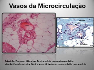 Vasos da MicrocirculaçãoArteríola: Pequeno diâmetro; Túnica média pouco desenvolvidaVênula: Parede estreita; Túnica adventícia é mais desenvolvida que a média