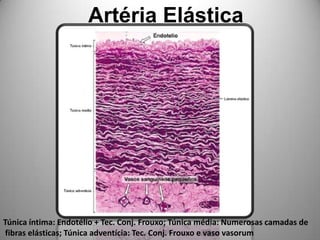 Artéria ElásticaTúnica íntima: Endotélio + Tec. Conj. Frouxo; Túnica média: Numerosas camadas de fibras elásticas; Túnica adventícia: Tec. Conj. Frouxo e vaso vasorum