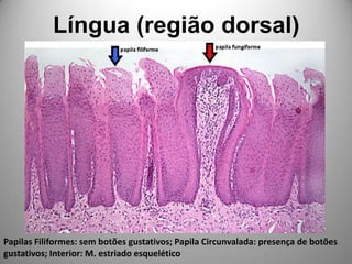 Língua (região dorsal)Papilas Filiformes: sem botões gustativos; Papila Circunvalada: presença de botões gustativos; Interior: M. estriado esquelético