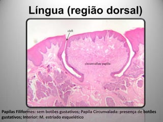 Língua (região dorsal)Papilas Filiformes: sem botões gustativos; Papila Circunvalada: presença de botões gustativos; Interior: M. estriado esquelético