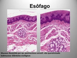 EsôfagoMucosa: Revestida por ep. pavimentoso estratif. não queratinizado Submucosa: Glândulas esofágicas