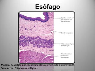 EsôfagoMucosa: Revestida por ep. pavimentoso estratif. não queratinizado Submucosa: Glândulas esofágicas