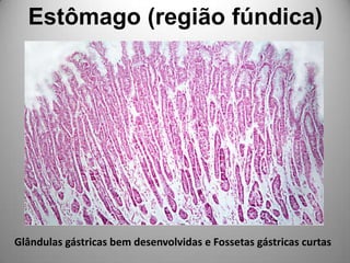 Estômago (região fúndica)Glândulas gástricas bem desenvolvidas e Fossetas gástricas curtas