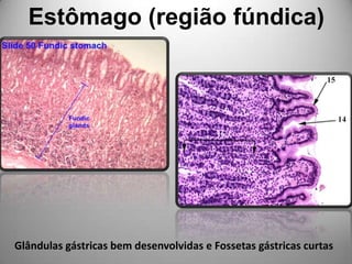 Estômago (região fúndica)Glândulas gástricas bem desenvolvidas e Fossetas gástricas curtas