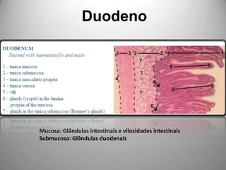 DuodenoMucosa: Glândulas intestinais e vilosidades intestinaisSubmucosa: Glândulas duodenais