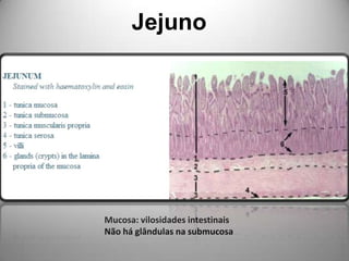 JejunoMucosa: vilosidades intestinais Não há glândulas na submucosa