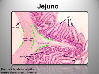JejunoMucosa: vilosidades intestinais Não há glândulas na submucosa