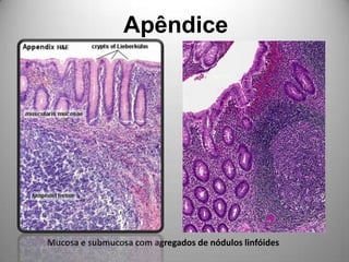 ApêndiceMucosa e submucosa com agregados de nódulos linfóides