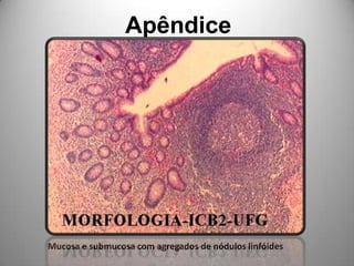 ApêndiceMucosa e submucosa com agregados de nódulos linfóides