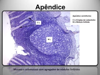 ApêndiceMucosa e submucosa com agregados de nódulos linfóides