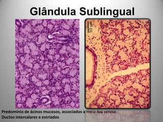 Glândula SublingualPredomínio de ácinos mucosos, associados a meia-lua serosaDuctos intercalares e estriados