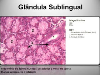 Glândula SublingualPredomínio de ácinos mucosos, associados a meia-lua serosaDuctos intercalares e estriados