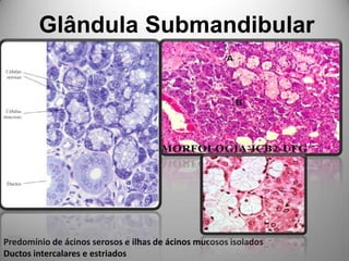 Glândula SubmandibularPredomínio de ácinos serosos e ilhas de ácinos mucosos isoladosDuctos intercalares e estriados