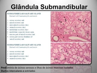 Glândula SubmandibularPredomínio de ácinos serosos e ilhas de ácinos mucosos isoladosDuctos intercalares e estriados