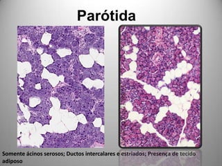 ParótidaSomente ácinos serosos; Ductos intercalares e estriados; Presença de tecido adiposo