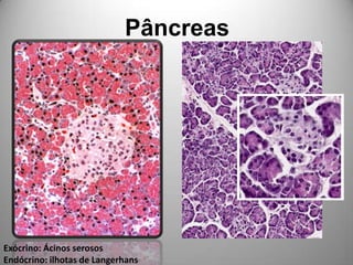 PâncreasExócrino: Ácinos serososEndócrino: ilhotas de Langerhans