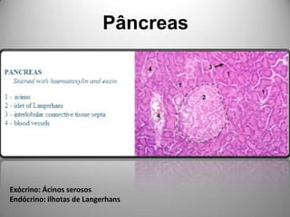 PâncreasExócrino: Ácinos serososEndócrino: ilhotas de Langerhans