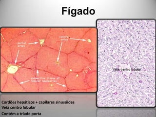 FígadoCordões hepáticos + capilares sinusóidesVeia centro lobularContém a tríade porta