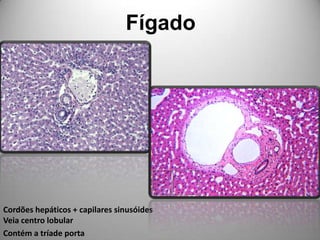 FígadoCordões hepáticos + capilares sinusóidesVeia centro lobularContém a tríade porta