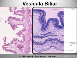 Vesícula BiliarEp. Cilíndrico simples e mucosa pregueada