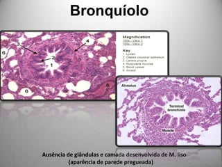BronquíoloAusência de glândulas e camada desenvolvida de M. liso                   (aparência de parede pregueada)