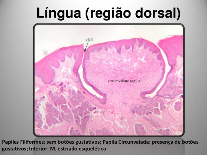 Monitoria Lâminas Histológicas 03