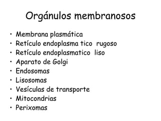Orgánulos membranosos Membrana plasmática  Retículo endoplasma tico  rugoso Retículo endoplasmatico  liso  Aparato de Golgi Endosomas  Lisosomas  Vesículas de transporte  Mitocondrias  Perixomas  