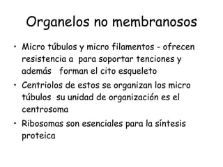 Organelos no membranosos Micro túbulos y micro filamentos - ofrecen resistencia a  para soportar tenciones y además  forman el cito esqueleto Centriolos de estos se organizan los micro túbulos  su unidad de organización es el centrosoma Ribosomas son esenciales para la síntesis proteica  