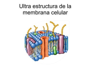 Ultra estructura de la membrana celular 