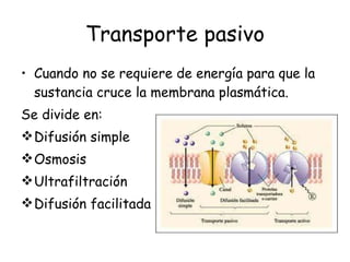 Transporte pasivo Cuando no se requiere de energía para que la sustancia cruce la membrana plasmática. Se divide en: Difusión simple Osmosis  Ultrafiltración  Difusión facilitada 