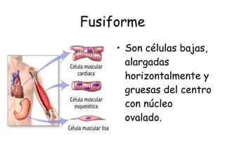 Fusiforme Son células bajas, alargadas horizontalmente y gruesas del centro con núcleo ovalado. 
