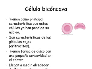 Célula bicóncava Tienen como principal característica que estas células ya han perdido su núcleo. Son características de los glóbulos rojos ( eritrocitos). Tienen forma de disco con una pequeña concavidad en el centro. Llegan a medir alrededor de 7 micras de largo y 2 de ancho. 