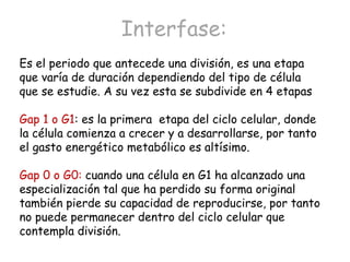 Interfase: Es el periodo que antecede una división, es una etapa que varía de duración dependiendo del tipo de célula que se estudie. A su vez esta se subdivide en 4 etapas Gap 1 o G1 : es la primera  etapa del ciclo celular, donde la célula comienza a crecer y a desarrollarse, por tanto el gasto energético metabólico es altísimo.  Gap 0 o G0:  cuando una célula en G1 ha alcanzado una especialización tal que ha perdido su forma original también pierde su capacidad de reproducirse, por tanto no puede permanecer dentro del ciclo celular que contempla división.  