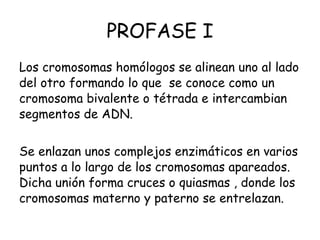 PROFASE I Los cromosomas homólogos se alinean uno al lado del otro formando lo que  se conoce como un cromosoma bivalente o tétrada e intercambian segmentos de ADN. Se enlazan unos complejos enzimáticos en varios puntos a lo largo de los cromosomas apareados. Dicha unión forma cruces o quiasmas , donde los cromosomas materno y paterno se entrelazan. 