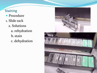 Staining
 Procedure
1. Slide rack
2. Solutions
a. rehydration
b. stain
c. dehydration
 