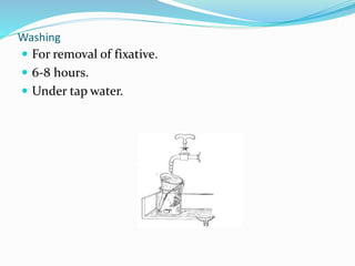 Washing
 For removal of fixative.
 6-8 hours.
 Under tap water.
 