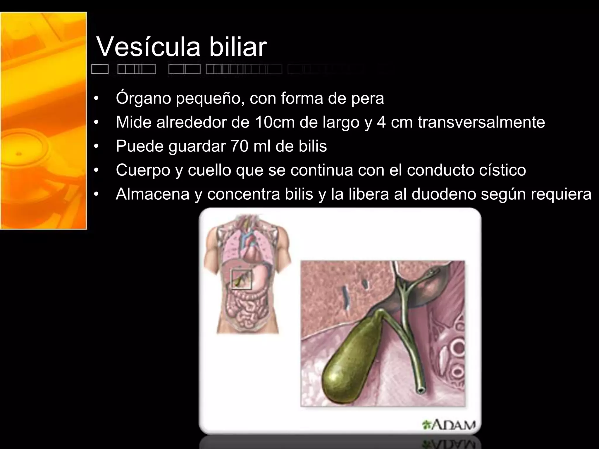 Histología del Hígado y vesícula biliar | PPTX