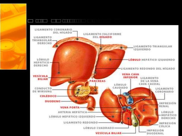 Histología del Hígado y vesícula biliar | PPTX