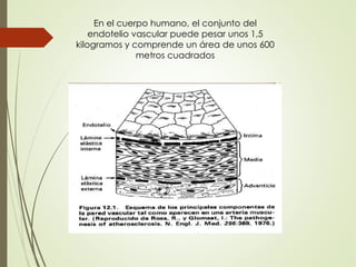 En el cuerpo humano, el conjunto del
endotelio vascular puede pesar unos 1,5
kilogramos y comprende un área de unos 600
metros cuadrados
 