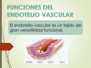 El endotelio vascular es un tejido de
gran versatilidad funcional.
 