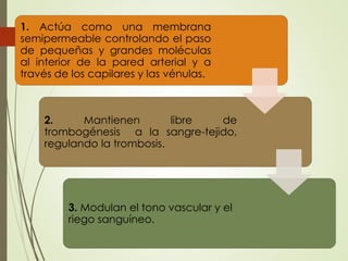 1. Actúa como una membrana
semipermeable controlando el paso
de pequeñas y grandes moléculas
al interior de la pared arterial y a
través de los capilares y las vénulas.
2. Mantienen libre de
trombogénesis a la sangre-tejido,
regulando la trombosis.
3. Modulan el tono vascular y el
riego sanguíneo.
 