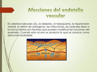 El colesterol elevado LDL, la diabetes, el tabaquismo, la hipertensión
arterial, el déficit de estrógenos, las infecciones, los radicales libres o
la homocisteína son factores que pueden modificar las funciones del
endotelio. Cuando esto ocurre se produce lo que se conoce como
disfunción endotelial.
 